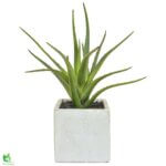 Aloevera planta í potti