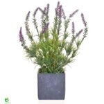 Lavender blóm í potti 36cm