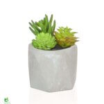 Pottablóm í gráum potti 12cm