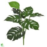 Monstera grein