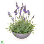 Lavender skreyting í potti 20x32cm