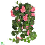 Geranium hengiblóm m/bleikum blómum 73cm