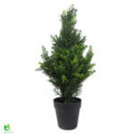 Cedar Cypress tré 60cm