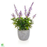 Lavender blóm í ljósgráum potti 50cm x 18cm