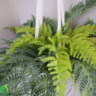 LEAF-7576-3-1-600×600