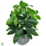 Pottaplanta 50cm