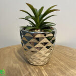 Dracaena í silfur lituðum potti 15cm