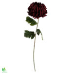 Chrysanthemum blóm 75 cm rautt