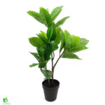 Pottaplanta í svörtum potti 65 cm