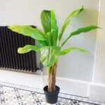 Bananaplanta Tropical 120 cm