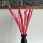 Pampas strá bleik 45cm